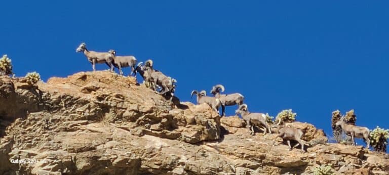 Experience Nevadas wild beauty near Las Vegas with ATV tours: bighorn sheep graze on rocky ledges by the Colorado River.