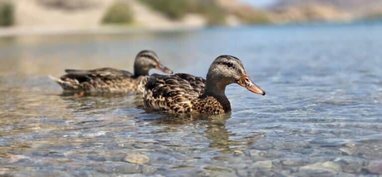 Two brown ducks swim in the clear Colorado River near Las Vegas, Nevada, with pebbles below and blurred scenic background.