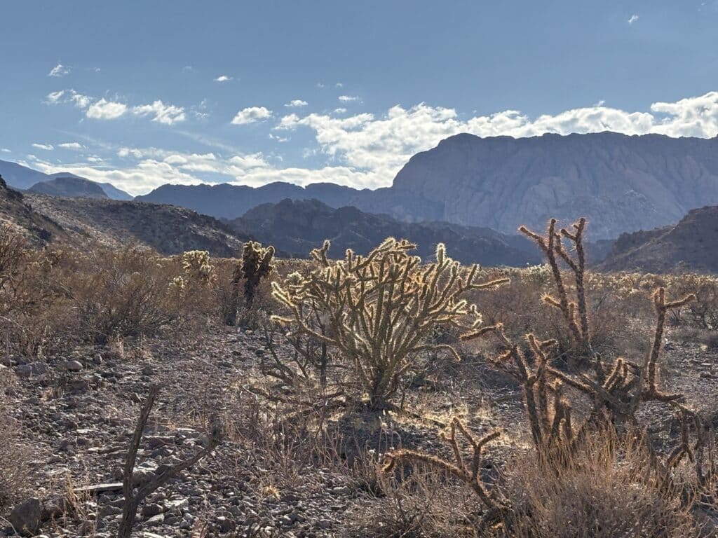 Nevada desert near Las Vegas with cacti, shrubs, rocky mountains; perfect for ATV tours and RZR rides by Colorado River.
