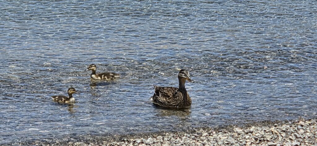 Duck and ducklings swim in clear Colorado River water near Las Vegas, Nevada—perfect for sightseeing or after ATV tour adventures.