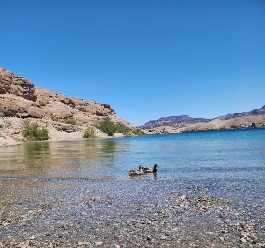 Two ducks swim by the rocky shore of Nevada’s clear blue lake near Las Vegas, framed by arid mountains and a bright sky.